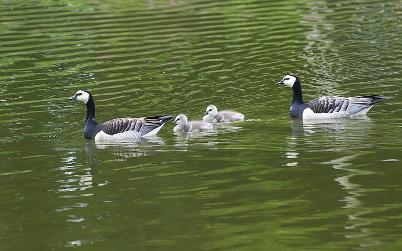 Barnacle Goose Family, birds, family, geese, water, HD wallpaper