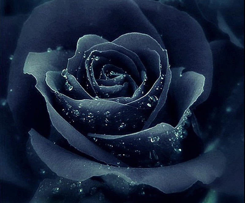Magical black rose, pretty, nice, lovely, rose, flowers, black, nature, delecate, HD wallpaper