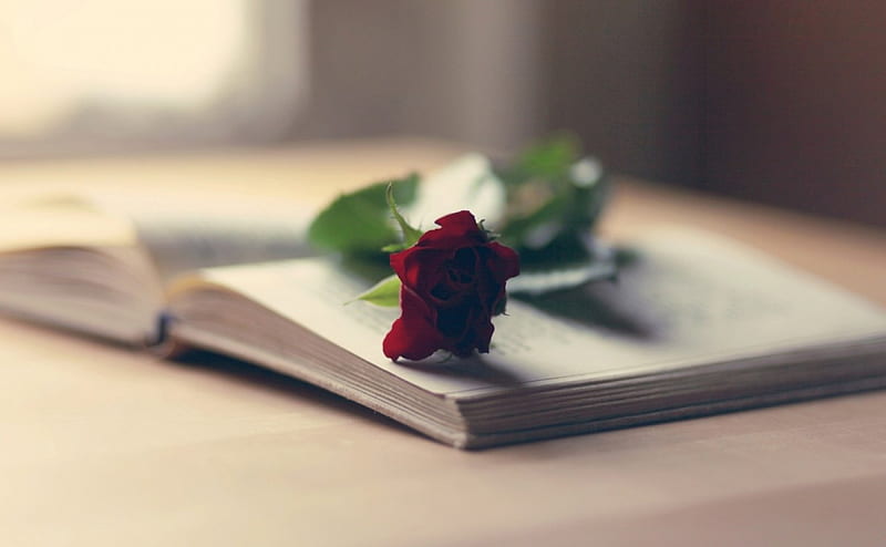 *❀*, red rose, pages, rose, romance, love, book, mood, situation, HD wallpaper