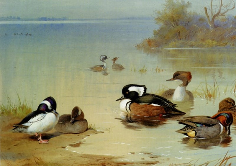 Ducks, mandarine, art, water, duck, bird, orange, painting, lake, HD wallpaper