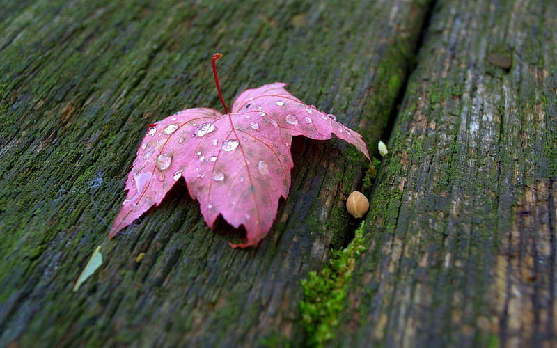 Pink leaf, fall, wet, autumn, drops, leaf, water, green, macro, rain, pink, wood, HD wallpaper