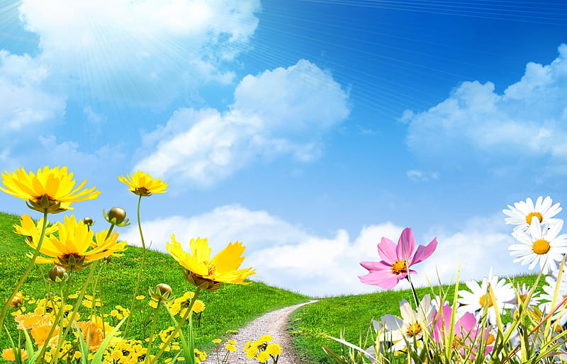 Spring Flowers, Sun, Field, Flowers, Chamomile, Road, HD wallpaper | Peakpx