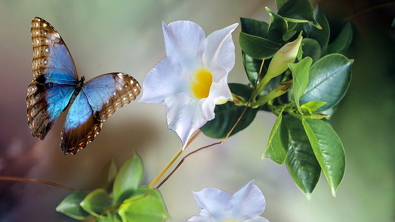 Blue Brown Butterfly Near White Flower Butterfly, HD wallpaper