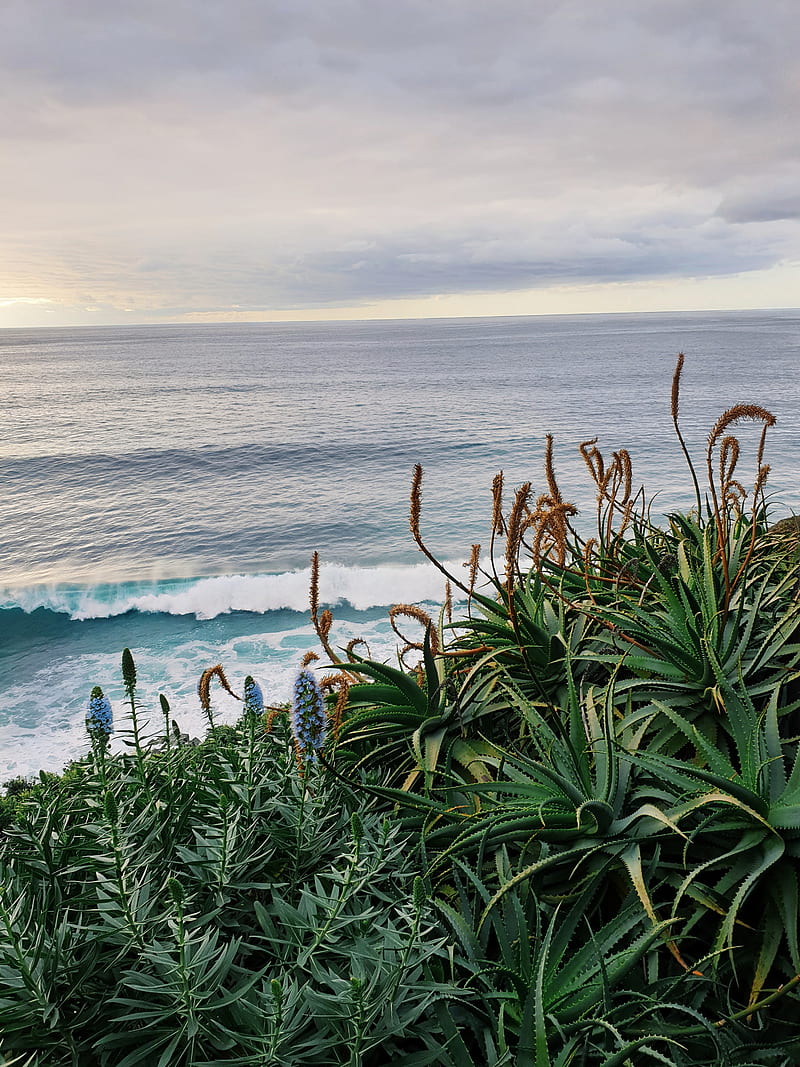 sea, waves, flowers, plants, landscape, HD phone wallpaper