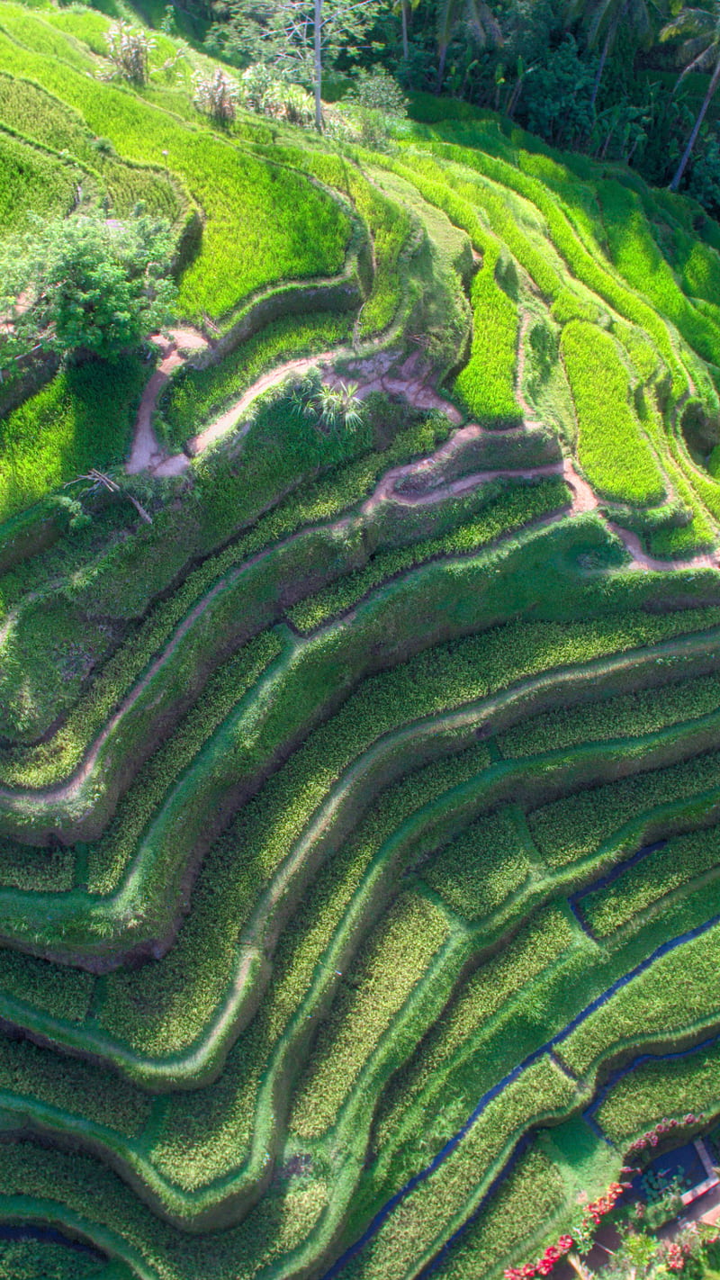 Indonesia , field, green, bali, rice terrace, HD phone wallpaper
