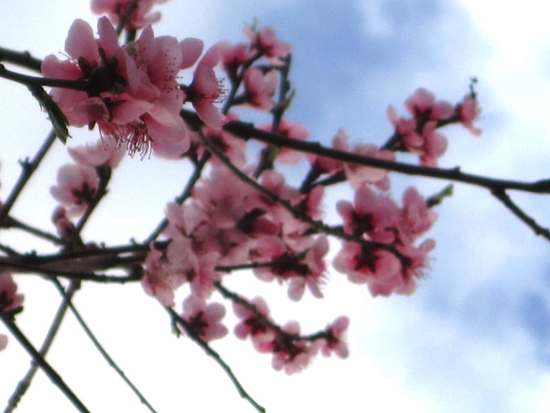 Blossoms, flowers, mc, sky, pink, HD wallpaper | Peakpx