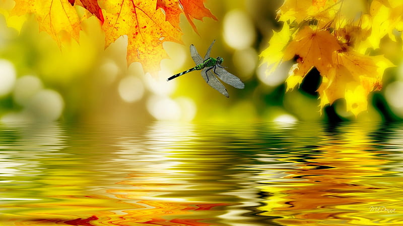 Rippled Reflections, fall, autumn, orange, maple, shine, yellow, leaves, gold, water, green, dragonfly, season, river, light, HD wallpaper