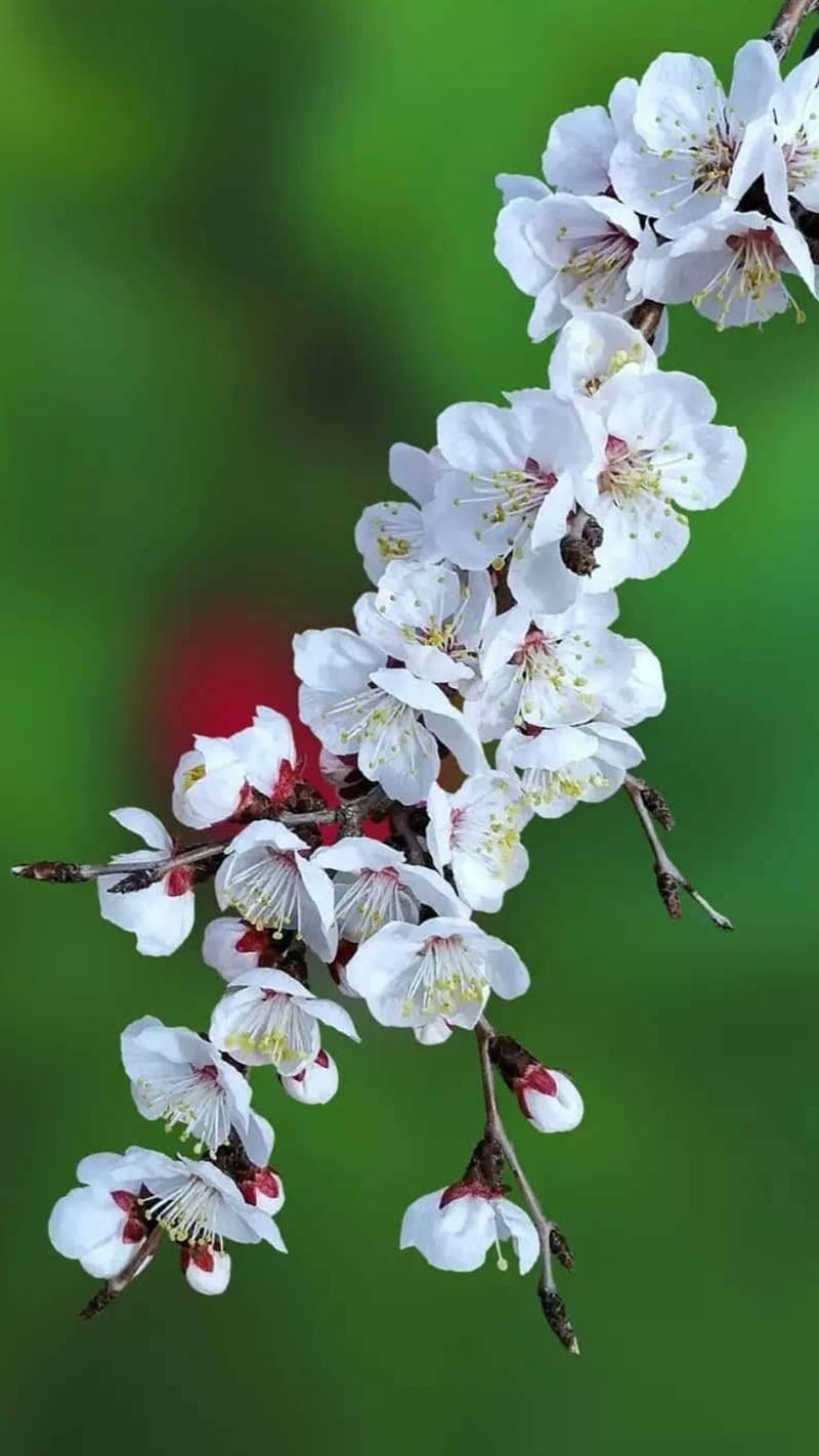 Blossom, branch, cherry, flowers, green, hanged, nature, white flowers, HD phone wallpaper