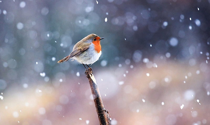 Robin in the Snow, robin, bird, snow, winter, HD wallpaper