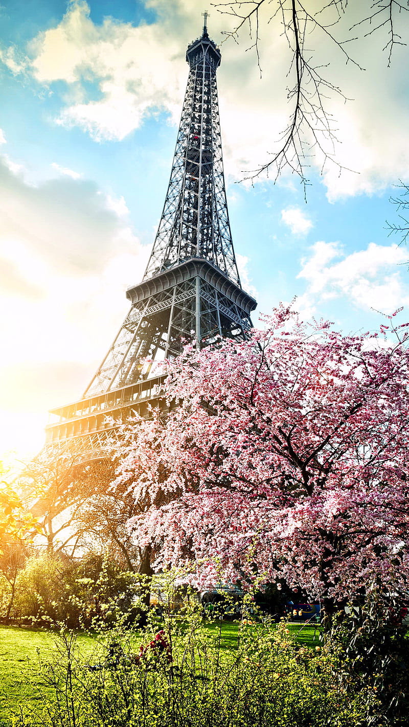 Paris, blossom, eiffel tower, france, spring, HD phone wallpaper | Peakpx