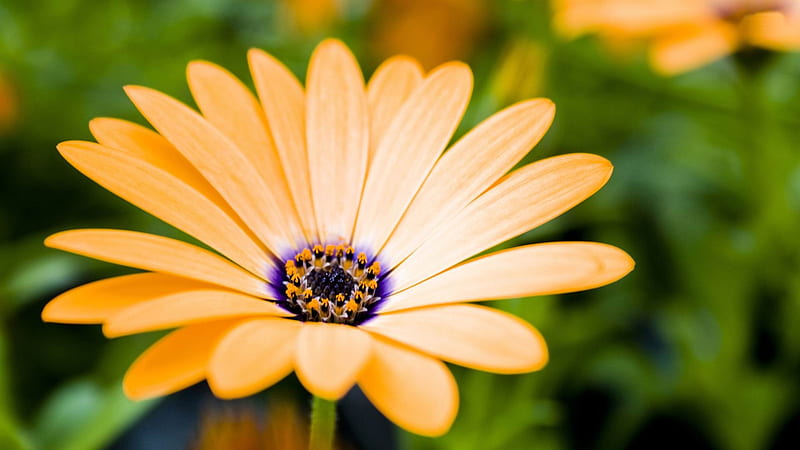yellow daisy-2012 flowers Featured, HD wallpaper