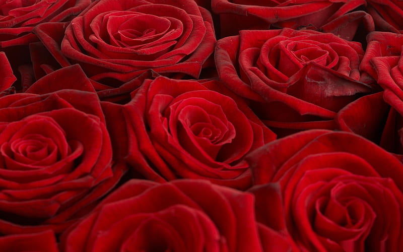 Full bloom red roses, flower, red, rose, love, HD wallpaper
