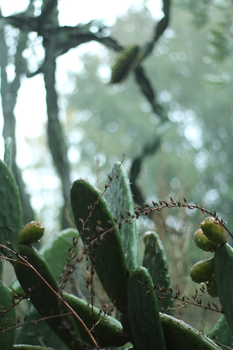 cactus, plant, green, tropical, HD phone wallpaper