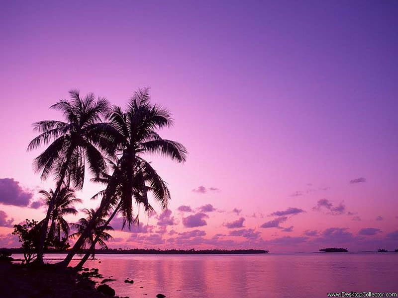 purple 29 sunset , palmtrees, water, sky, purple, HD wallpaper