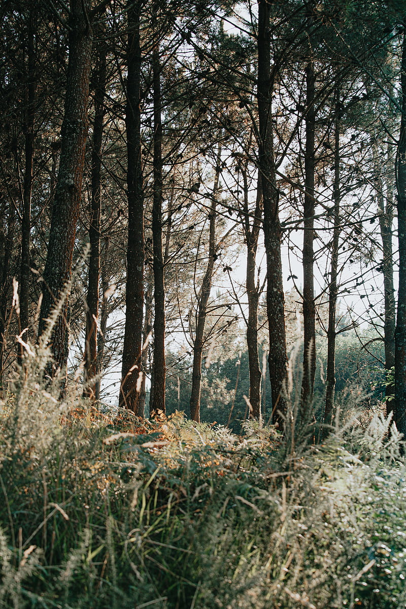 trees, grass, forest, pine, HD phone wallpaper