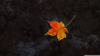 Page 62 | Leaf Fall Images - Free Download on Freepik