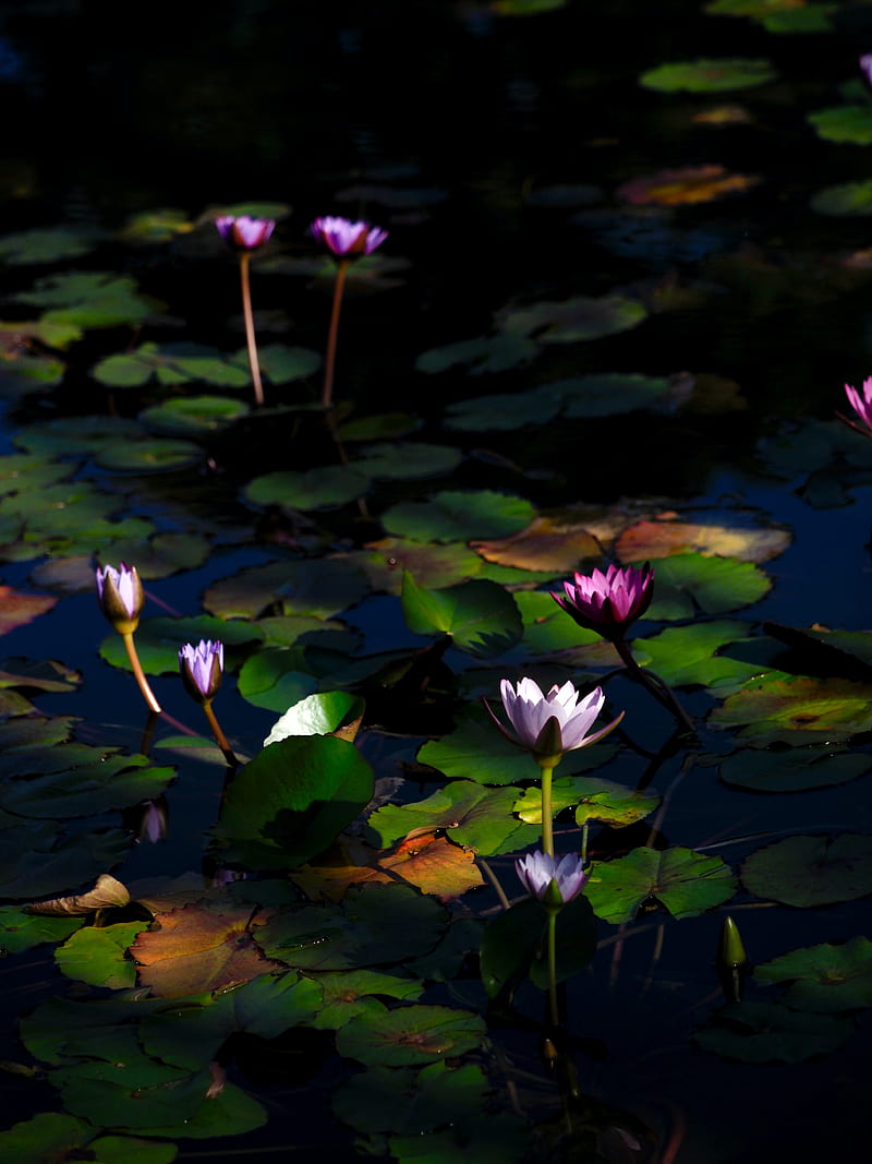 water lilies, flowers, plants, water, HD phone wallpaper
