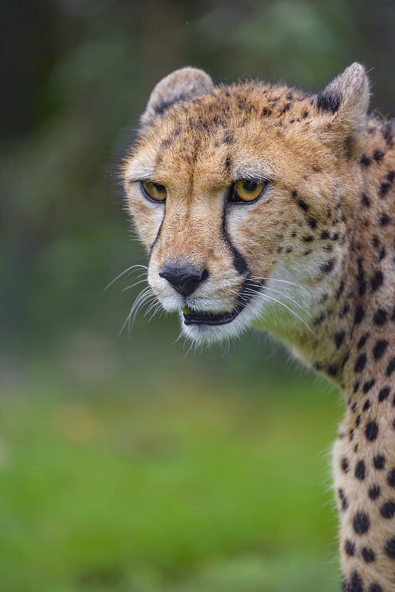 Cheetah, animal, wildlife, predator, HD phone wallpaper