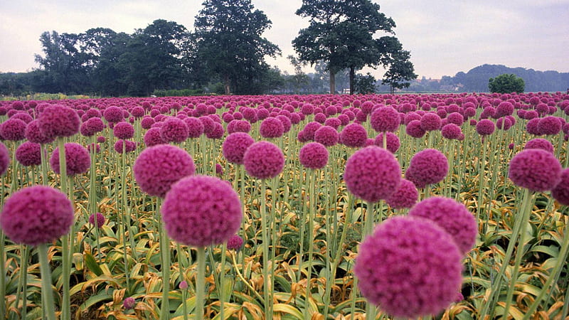 field of pink onion flowers in holland, flowers, trees, pink, field, HD wallpaper