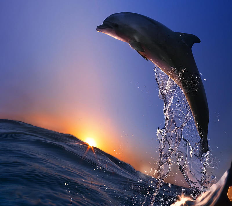 Dolphin Splash Live Wallpaper - free download