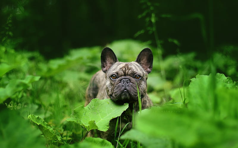 french bulldog, dog, green grass, small dog, HD wallpaper