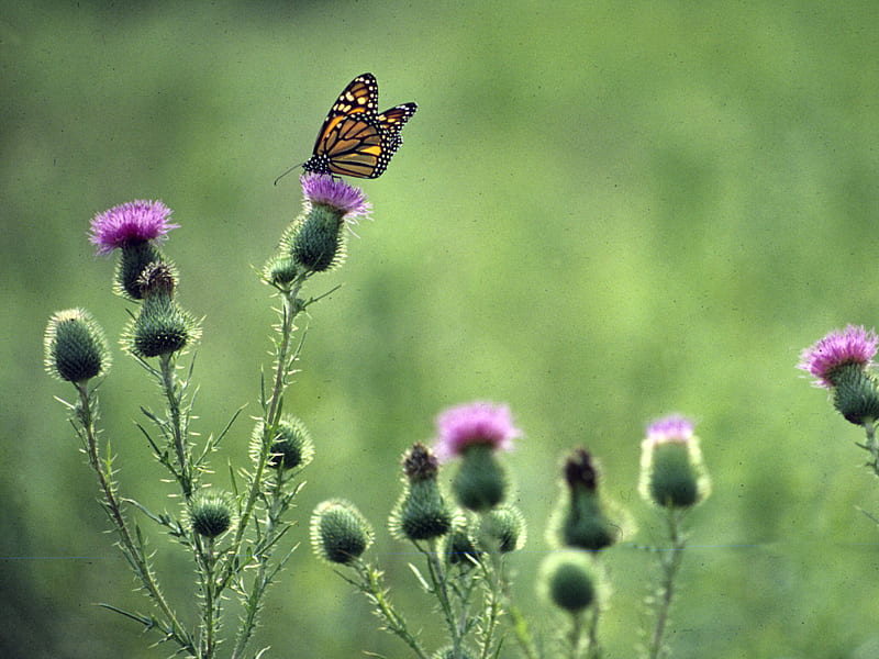 Monarch Butterfly on Thistle, graphy, butterfly, flower, thistle, monarch, field, floral, HD wallpaper