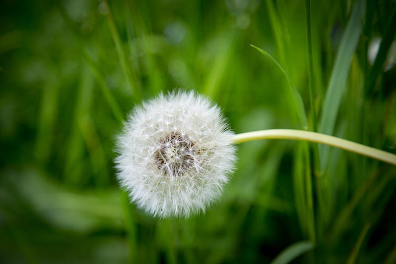White Dandelion in Shallow Focus graphy, HD wallpaper