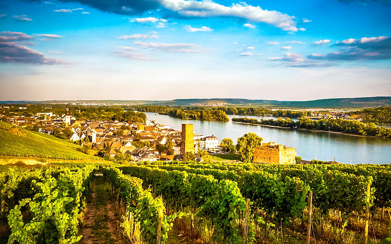 Rudesheim, panorama, summer, vineyards, Germany, HD wallpaper