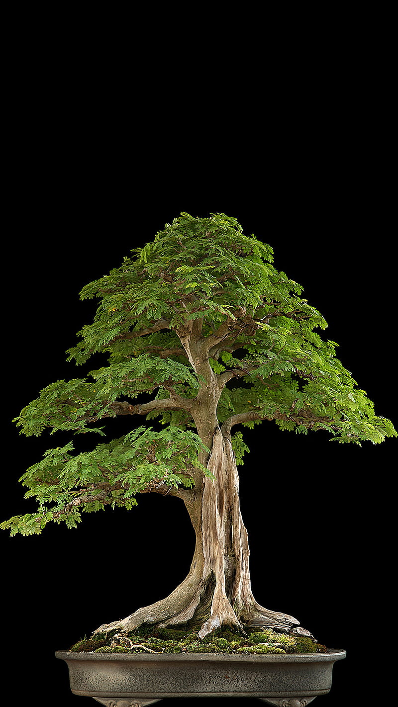 Bonsai tree, bonsai, green, nature, tree, HD phone wallpaper | Peakpx