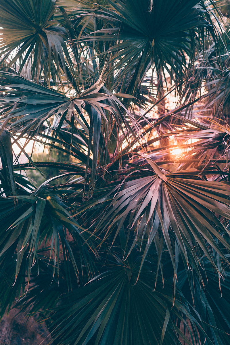 palm trees, leaves, branches, rays, sunlight, HD phone wallpaper