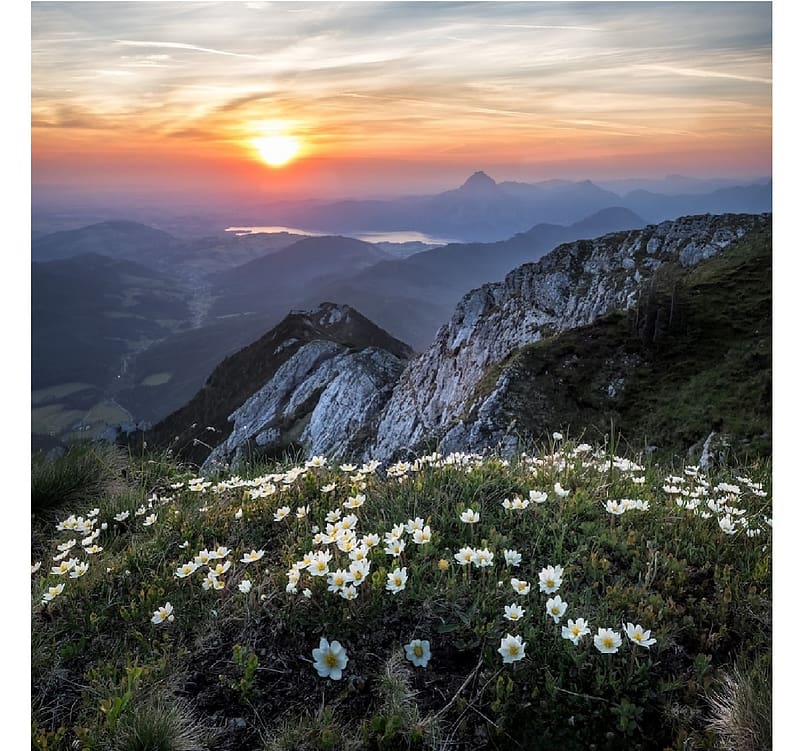 Edelweiss at sunset, mountainous terrain, mountains, steep slope, sunset, HD wallpaper