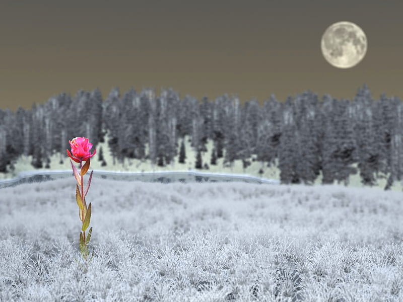 Beneath the winter snow, moon, snow, rose, flower, trees, pink, winter, HD wallpaper