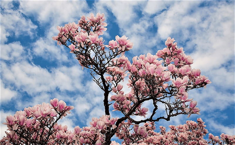 magnolia, tree, sky, clouds, HD wallpaper