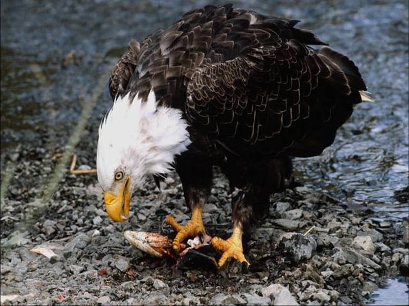 Bald Eagle Eating a Fish, eagle, sky, bird of prey, feathers, HD wallpaper