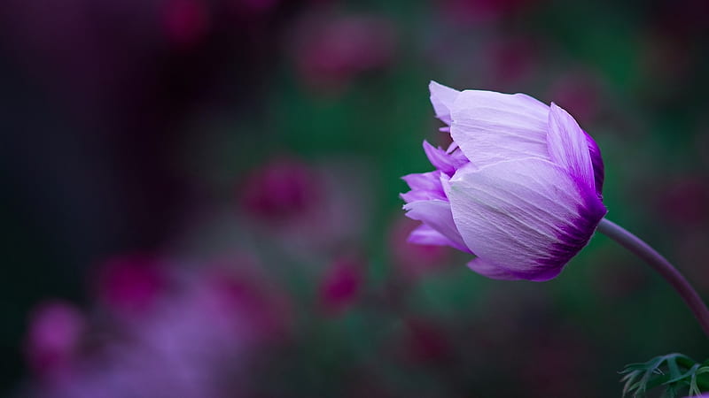 Anemone, flower, nature, purple, pink, HD wallpaper
