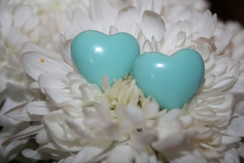 Petals & Hearts, blue hearts, white petals, Petals, Two hearts, HD wallpaper