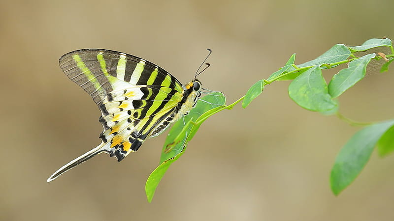 Green Black White Butterfly On Green Leaf Butterfly, HD wallpaper