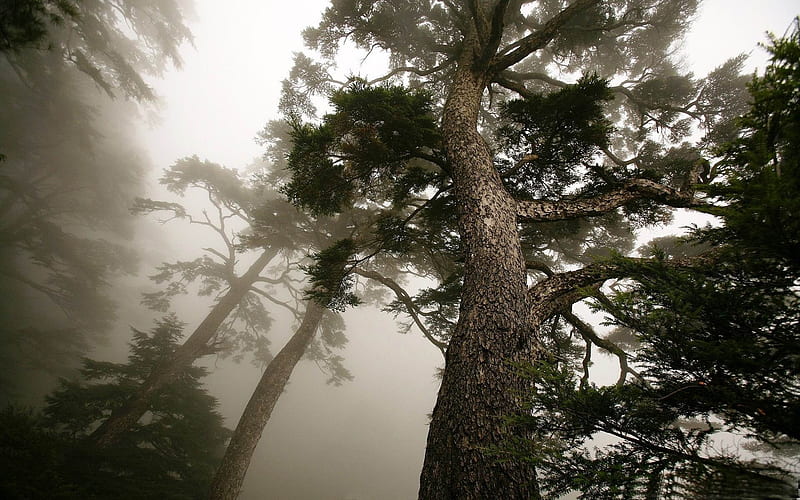 foggy-forest landscape, HD wallpaper