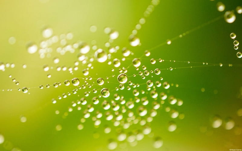 Spider web on the morning, raindrops, dew, drops, abstract, dewdrops, graphy, green, macro, close-up, nature, rain, HD wallpaper