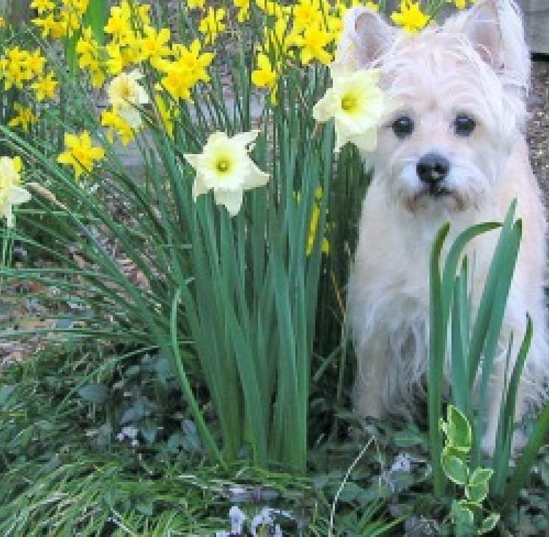 Among the daisies, cairn terrier, daffodils, flowers, garden, dog, HD wallpaper
