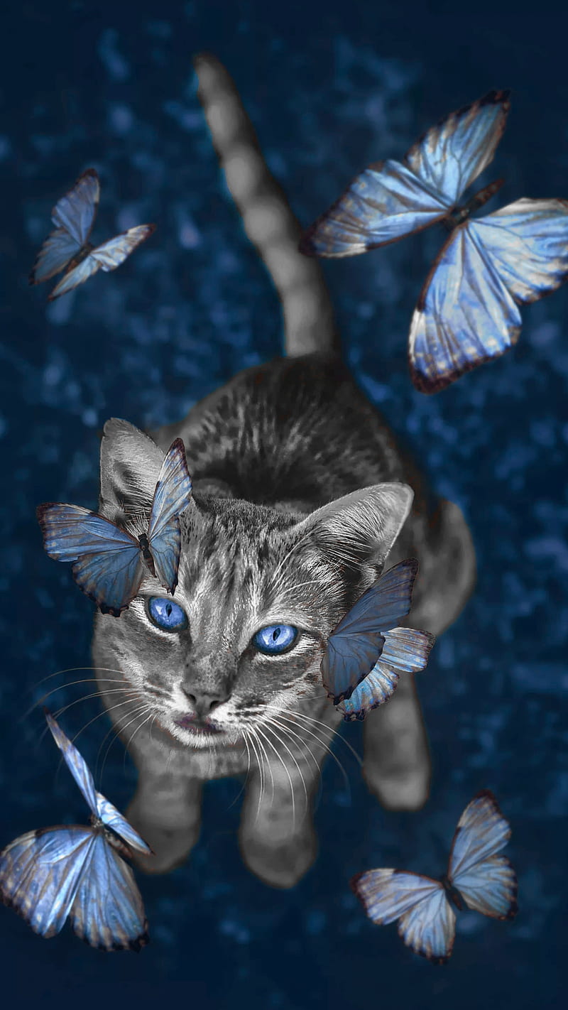 Kitten, animal, blue, blue eyes, butterflies, cat, cats, dark, grey cat