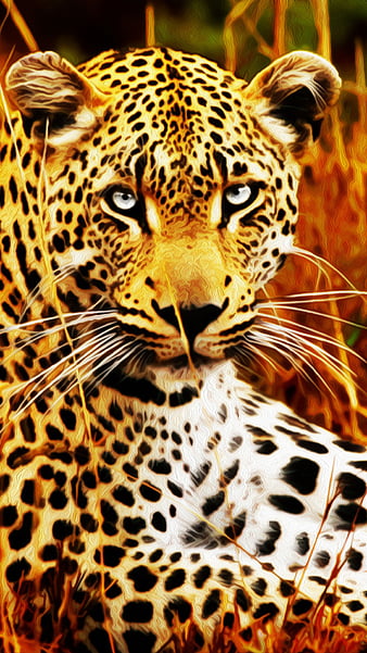 Jaguar, animal, wild, HD phone wallpaper | Peakpx