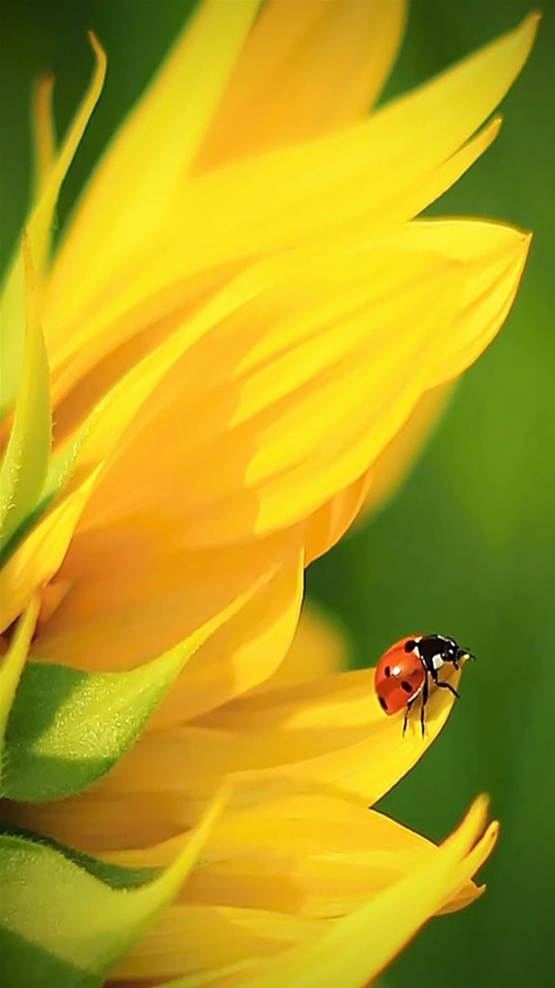 Flower And Bug, and bug, flower, HD phone wallpaper