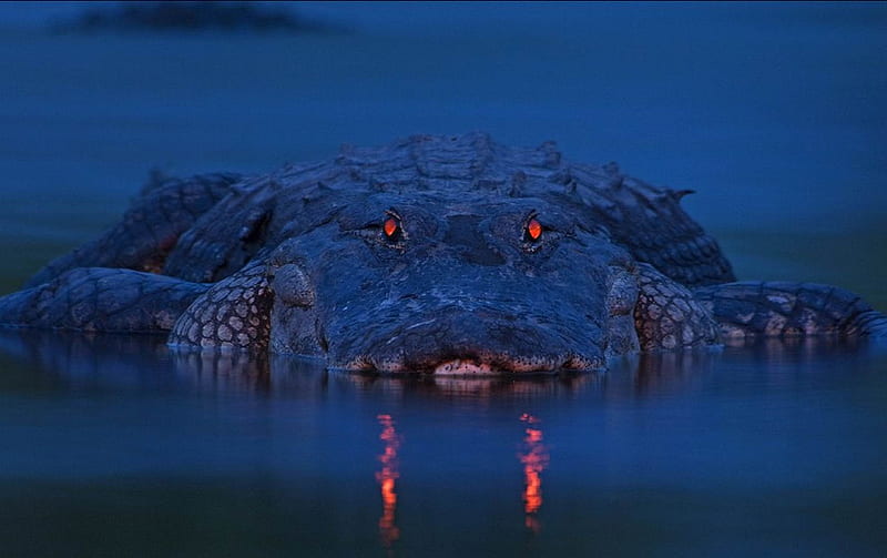 Alligator Red Eye, Reptile, Crocodile, Alligator, Animals, HD wallpaper