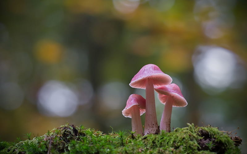 Pink mushrooms, forest, bokeh, green, mushroom, pink, HD wallpaper