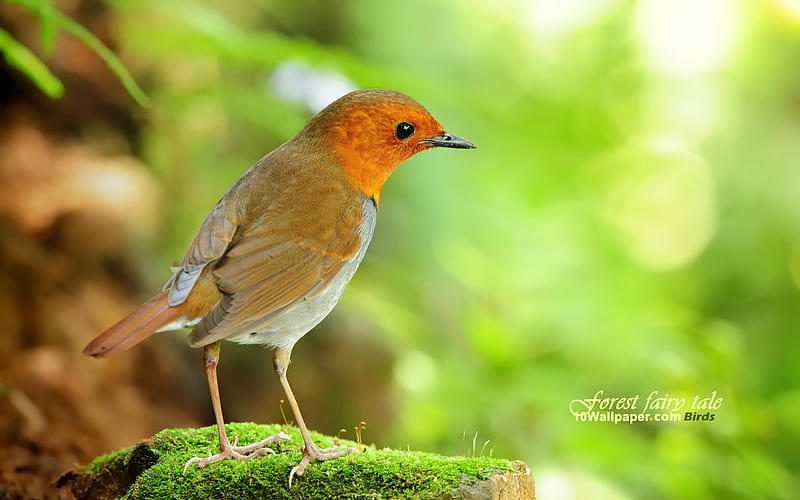 Japanese Robin Bird song-Aura charming bird 01, HD wallpaper