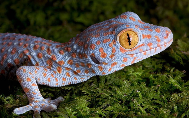 Gecko (), lizard, Gecko, reptile, animal, HD wallpaper