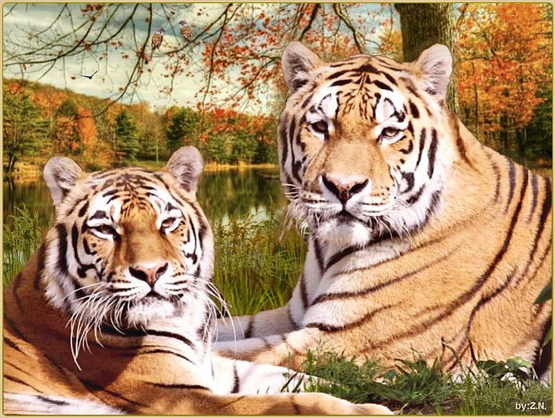 big cat.............., autumn, river, tiger, big cats, HD wallpaper
