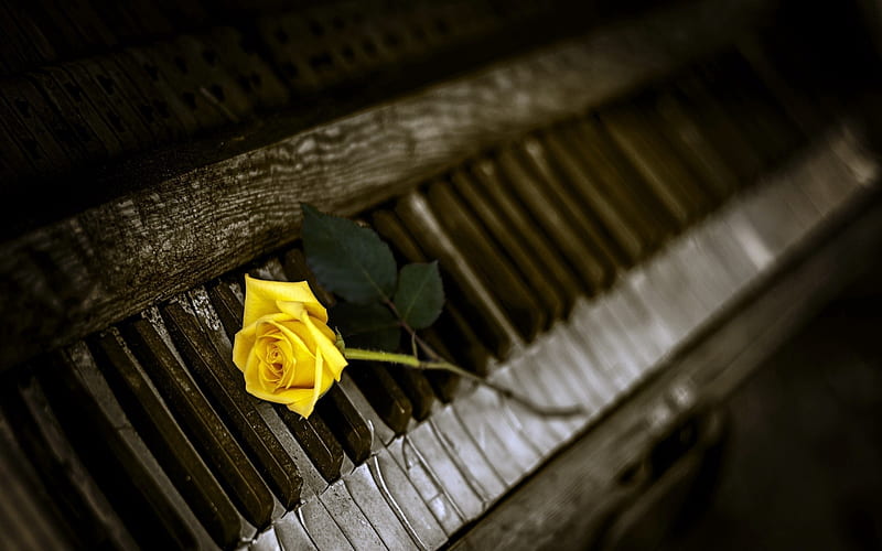 Yellow Rose And Old Piano, Yellow, Piano, Keys, Old, Rose, HD wallpaper