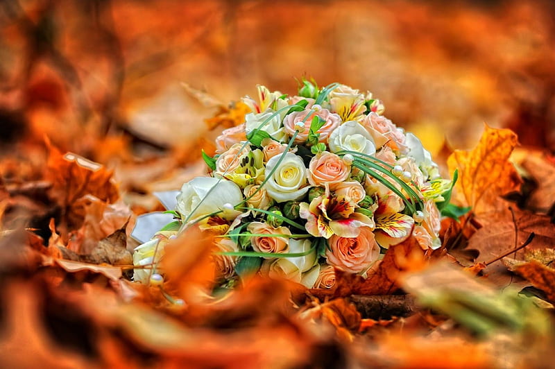Autumn Flowers, blossoms, petals, leaves, roses, HD wallpaper | Peakpx
